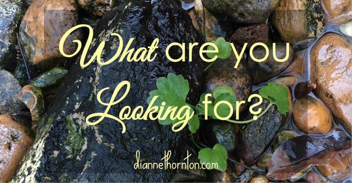 What are you looking for? Something tangible? Or something out of reach? Have you considered that Jesus came to give you exactly what you are looking for?